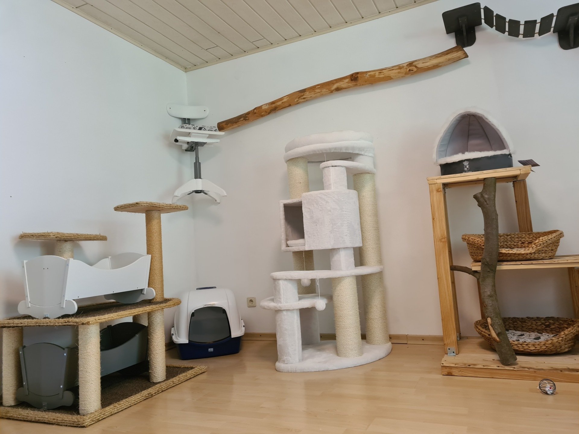 Haus Kitty Essen Die Purrfekte Katzenpension Fur Ihren Stubentigerfeed
