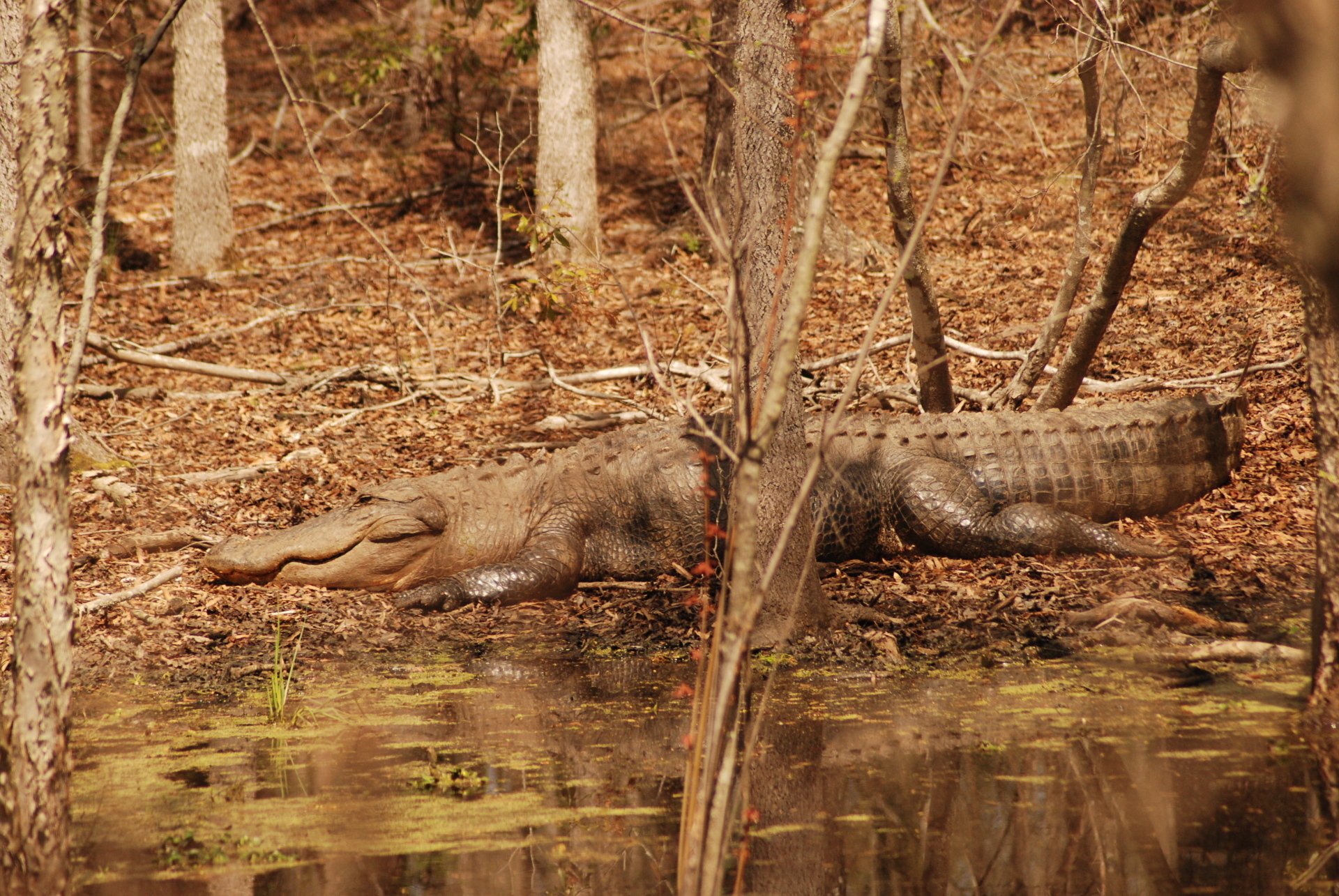 congareenationalparkimages