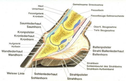 Das Pferdekompetenzzentrum - Hufanatomie