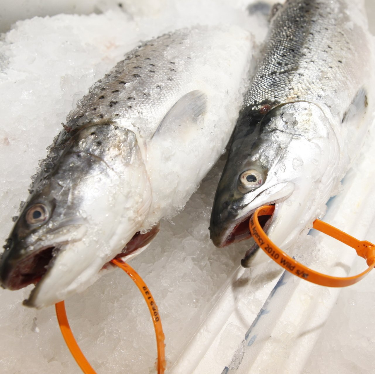 Chamberlain Thelwell-Premium Seafood and Shellfish Suppliers