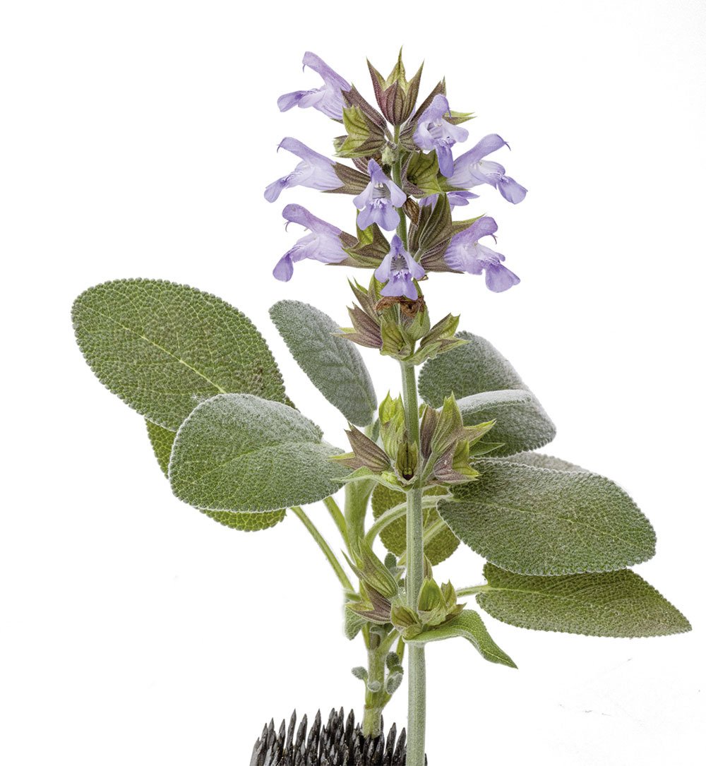 Gartensalbei, Edelsalbei Der Putzmann für innen und aussen