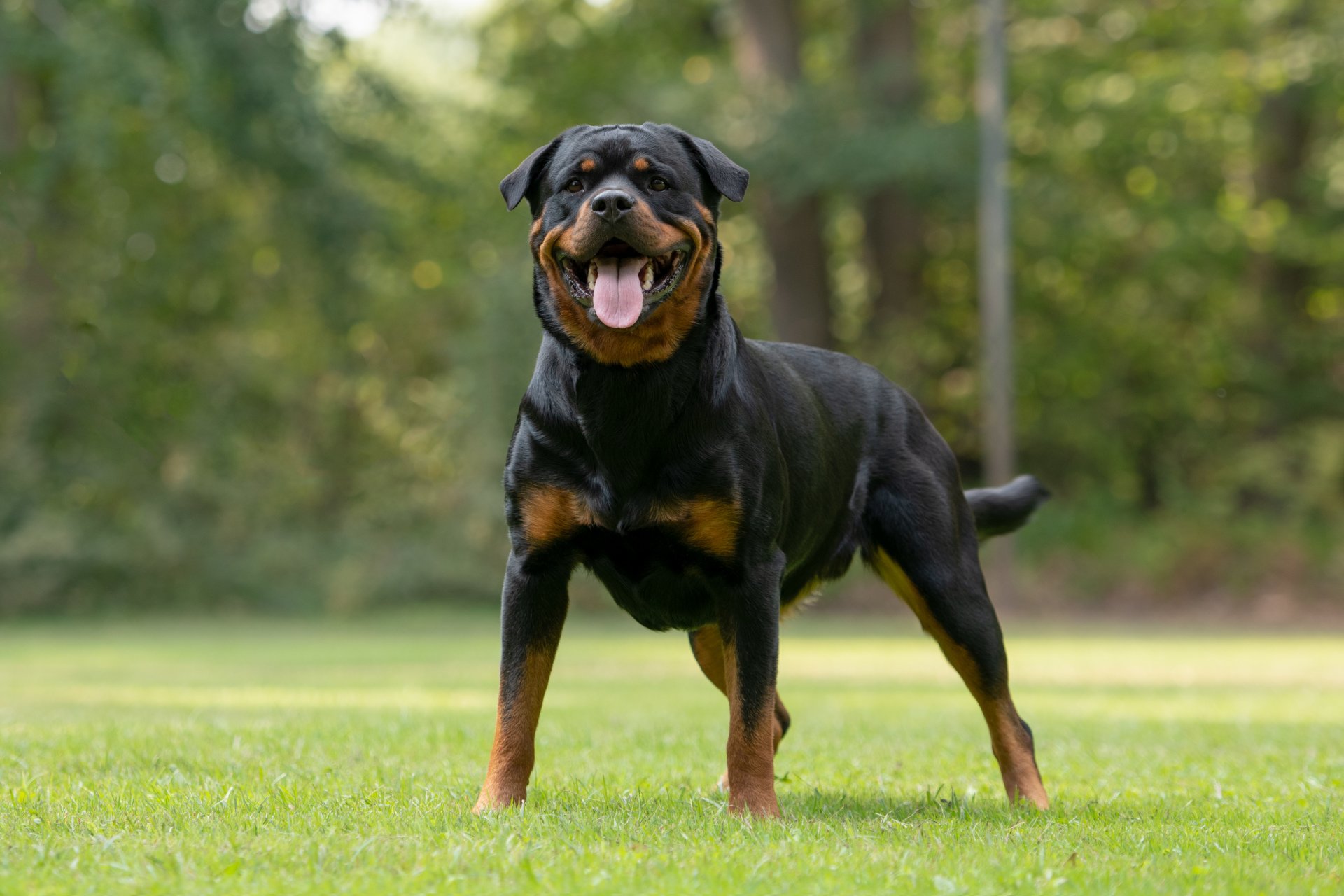 Home [www.rottweiler-von-den-siedlungsraeubern.de]
