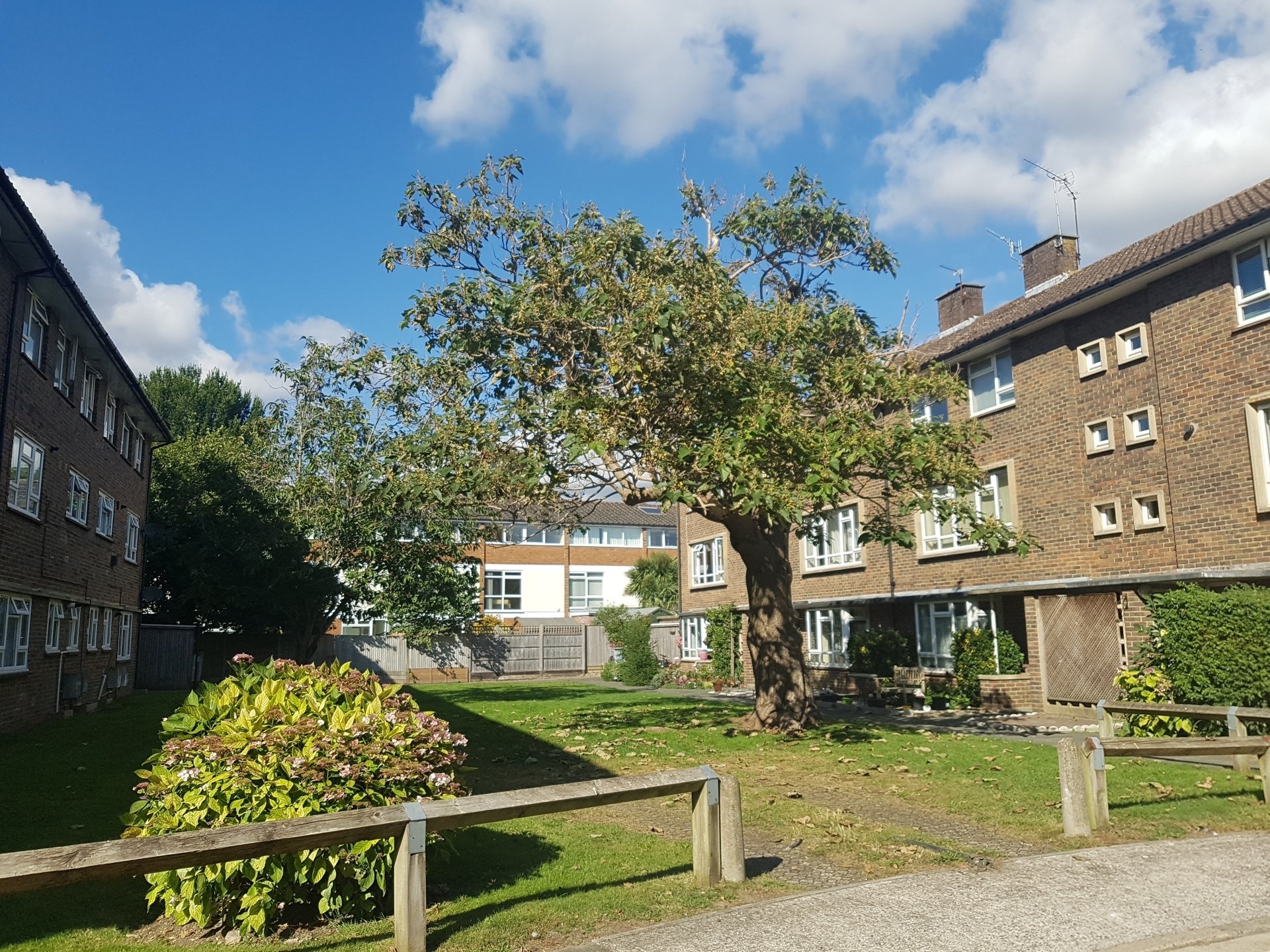 Chichester Tree Trail