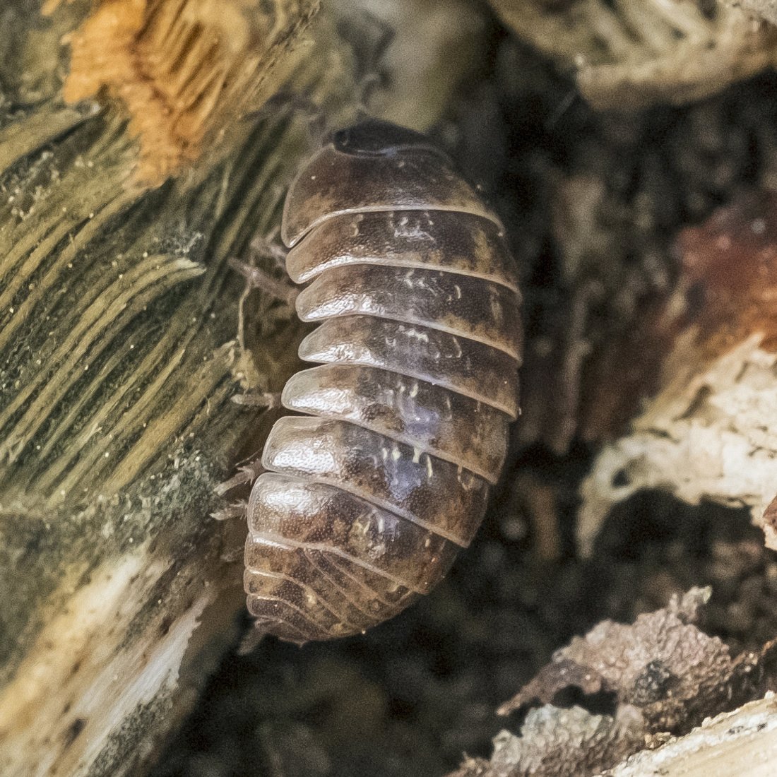 Faszination Tiere Bilder von Insekten, Reptilien und andren Tierarten