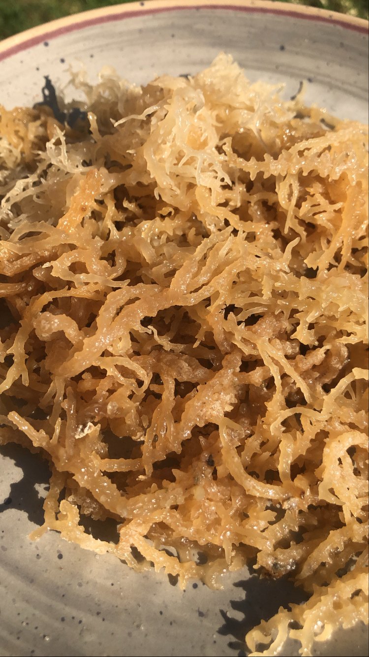 Sea Moss, the “SuperFood”