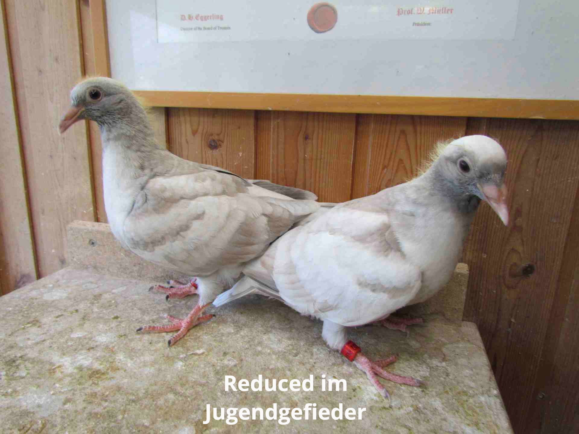 Winterharte Hosta Pflanzen - 4 Wurzeln Seltene Farben Für Garten & Balkon