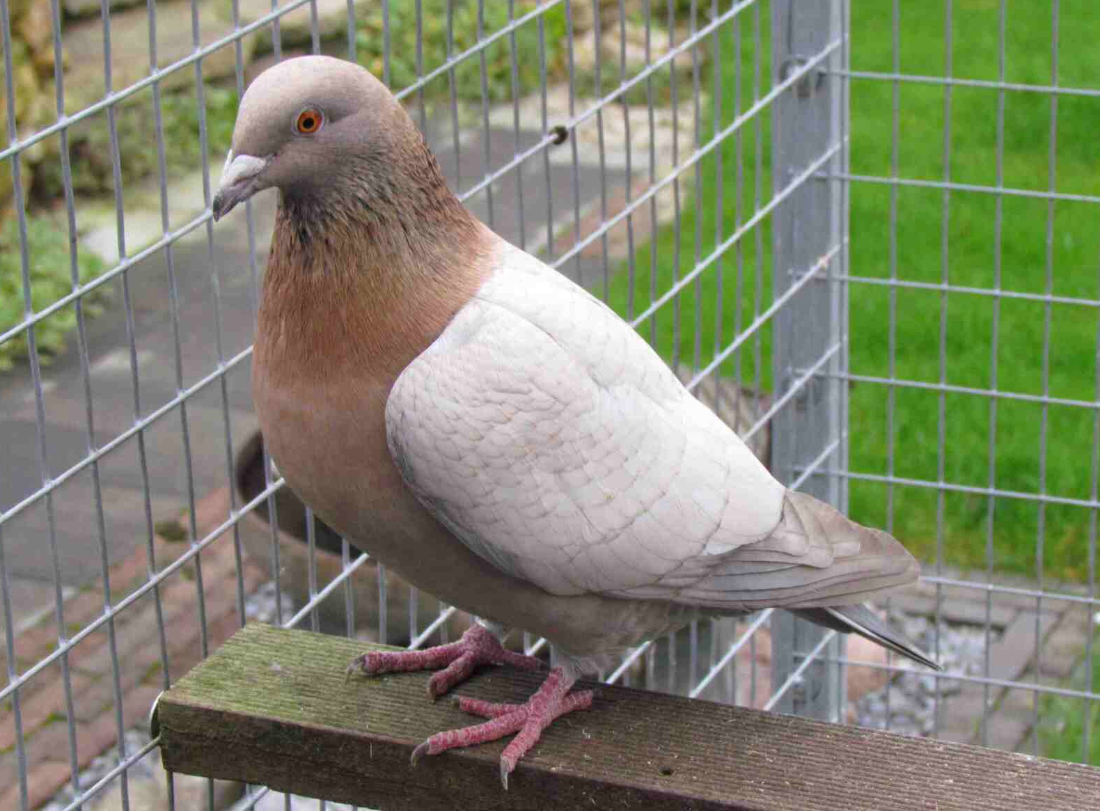 Winterharte Hosta-Pflanzen - 4 Wurzeln, Mehrjährig & Farbenfroh Für Garten & Balkon