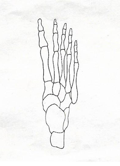 Der Fuss und seine Funktionen