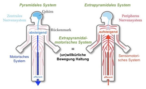 Dystonie Online - Informationen rund um die neurologische Bewegungsstörung Dystonie