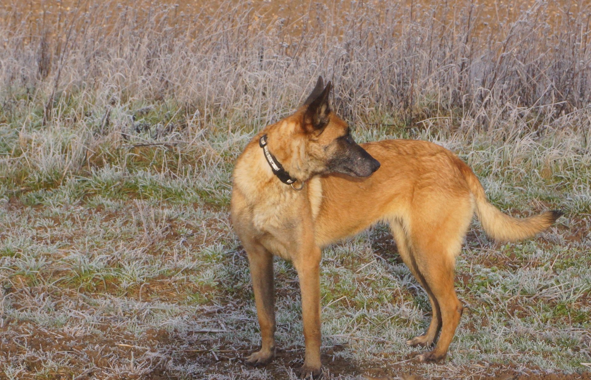 Adoption chiens, chats au refuge SPA de Nargis, Loiret