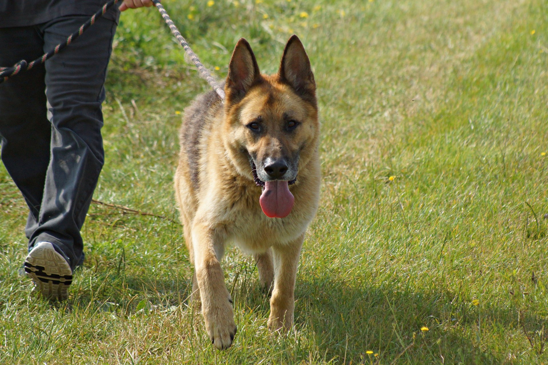 Adoption de chiens au refuge de Nargis