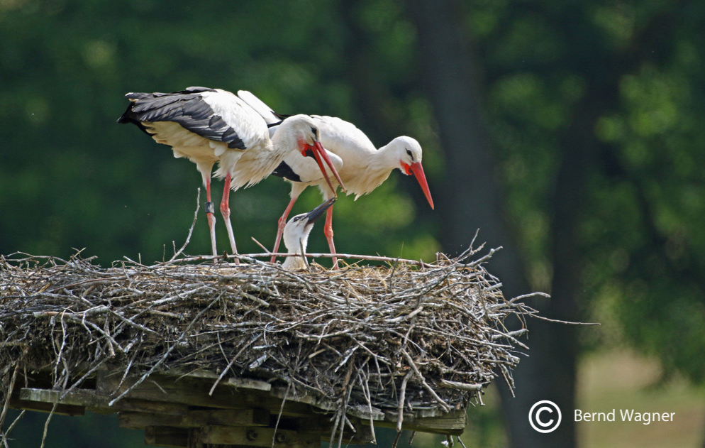 Willkommen in Mauschbach in der Südwestpfalz