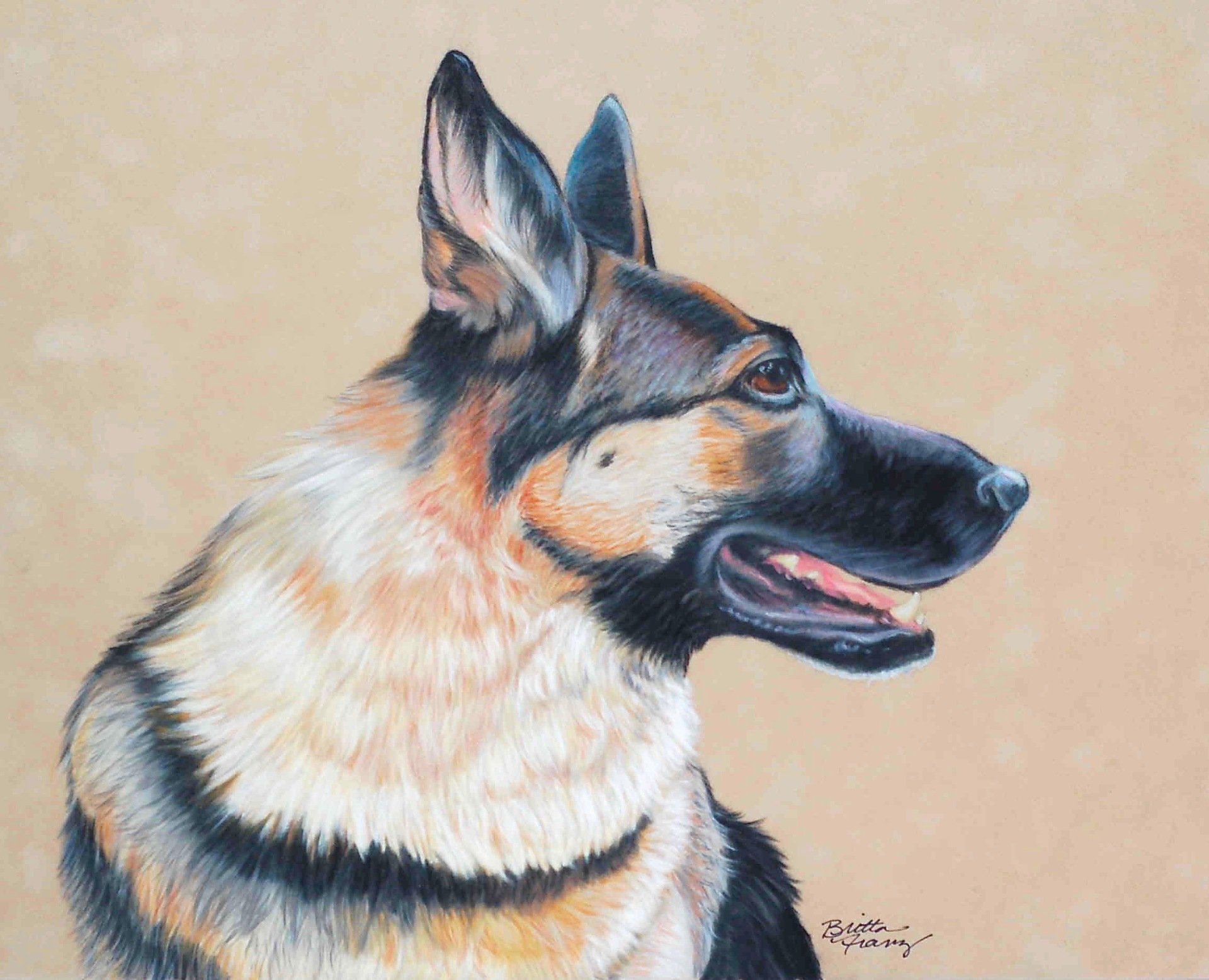 Animals and Wildlife