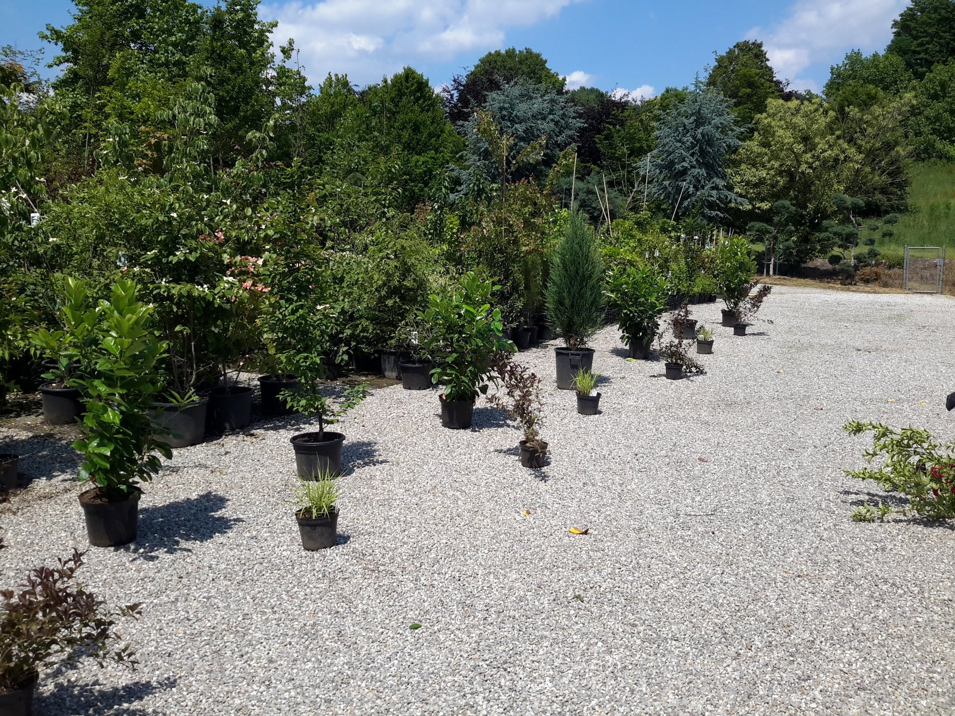 Baumschule Fischer Pfaffenhofen Über uns