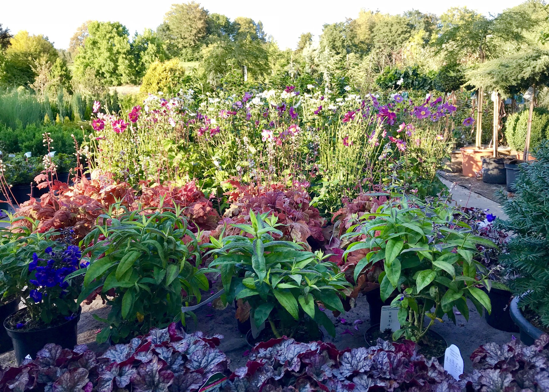 Baumschule Fischer Pfaffenhofen Aktuelle Angebote