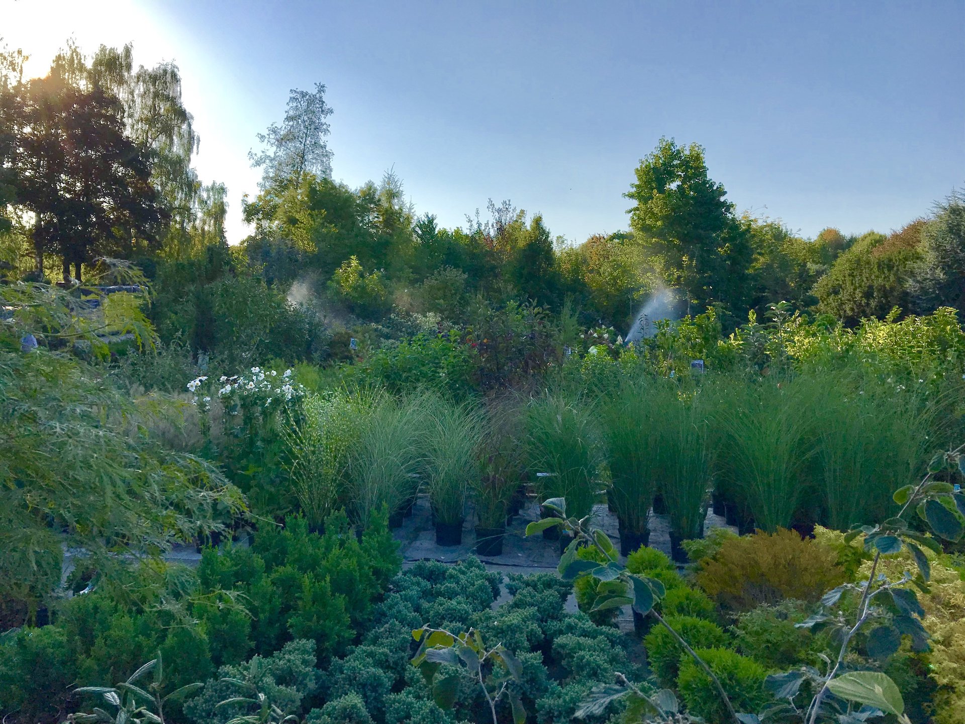 Baumschule Fischer Pfaffenhofen Aktuelle Angebote
