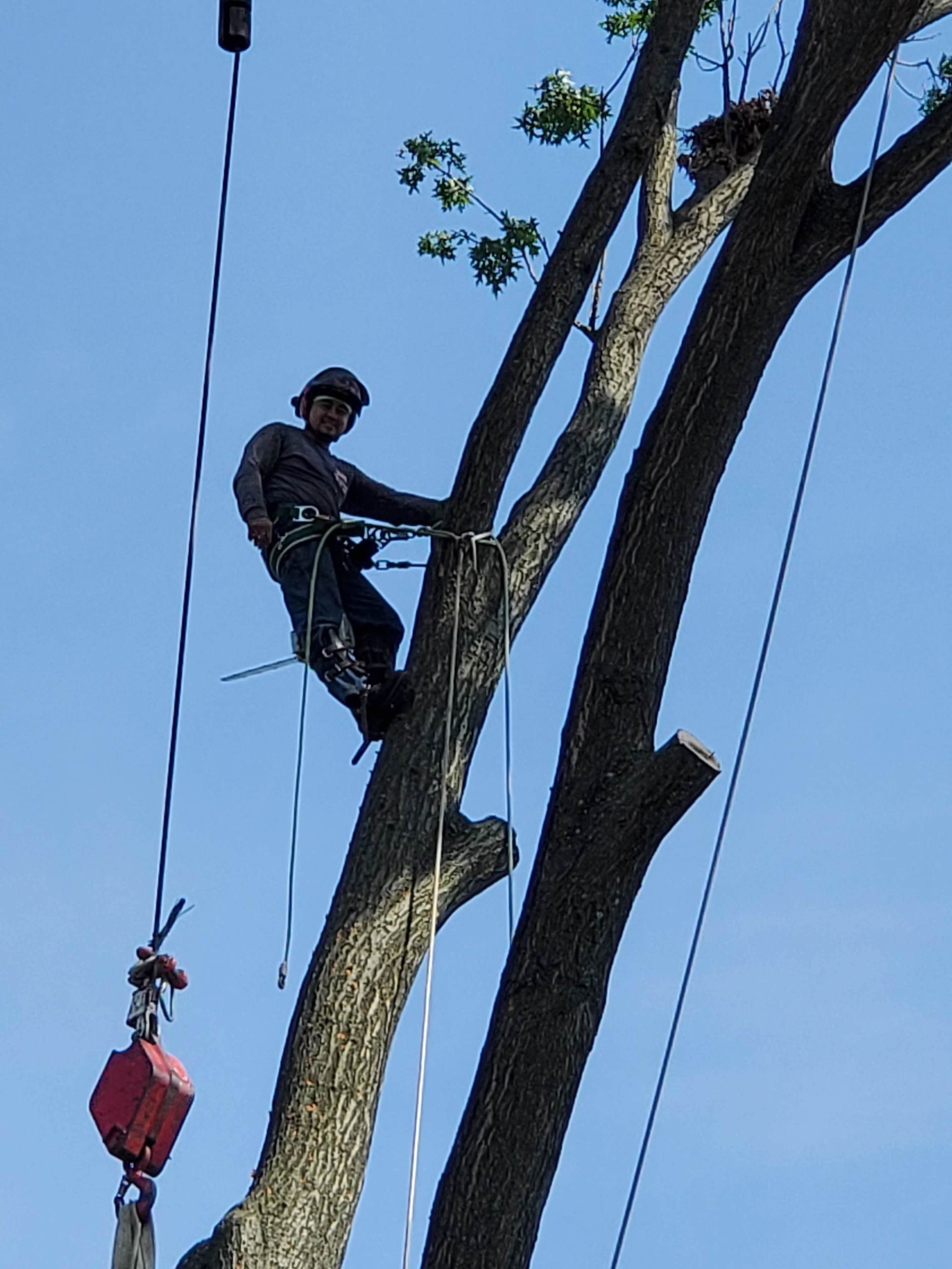 Large Tree Removal Services A&H Tree Service Bergen County, NJ