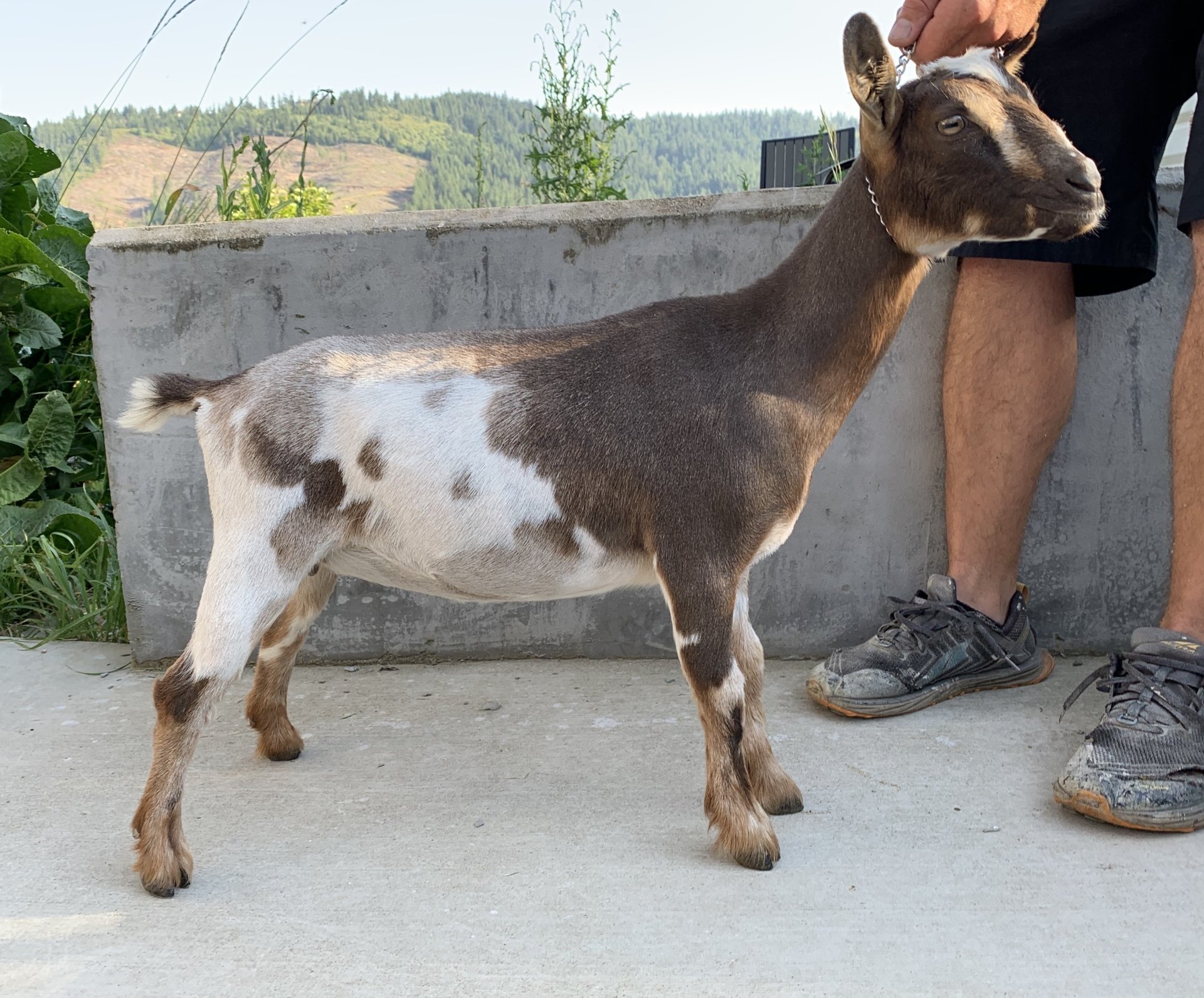 Cougar Meadows Nigerian Dwarf Dairy Goats
