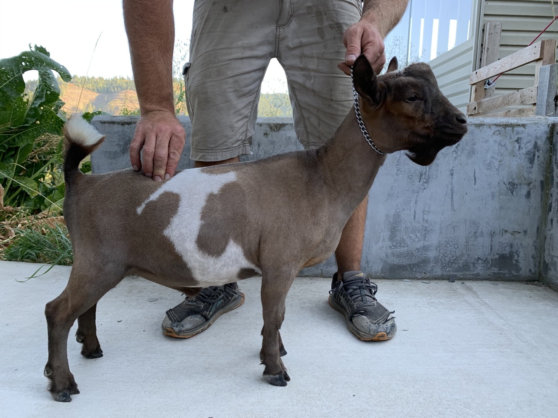Cougar Meadows Nigerian Dwarf Dairy Goats