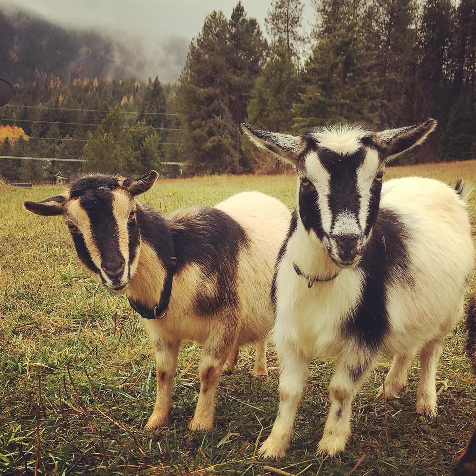 Cougar Meadows Nigerian Dwarf Dairy Goats