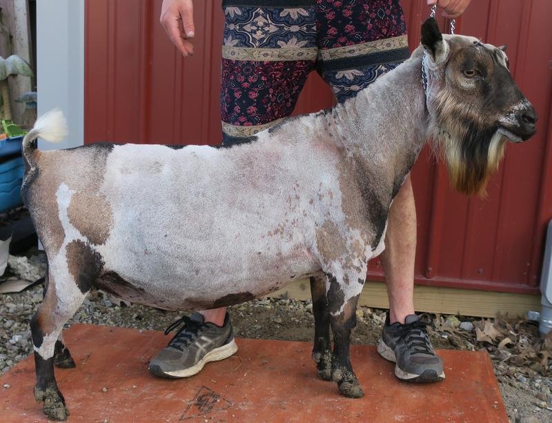 Cougar Meadows Nigerian Dwarf Dairy Goats