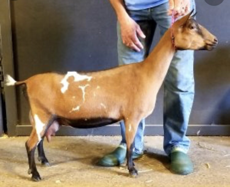 Cougar Meadows Nigerian Dwarf Dairy Goats