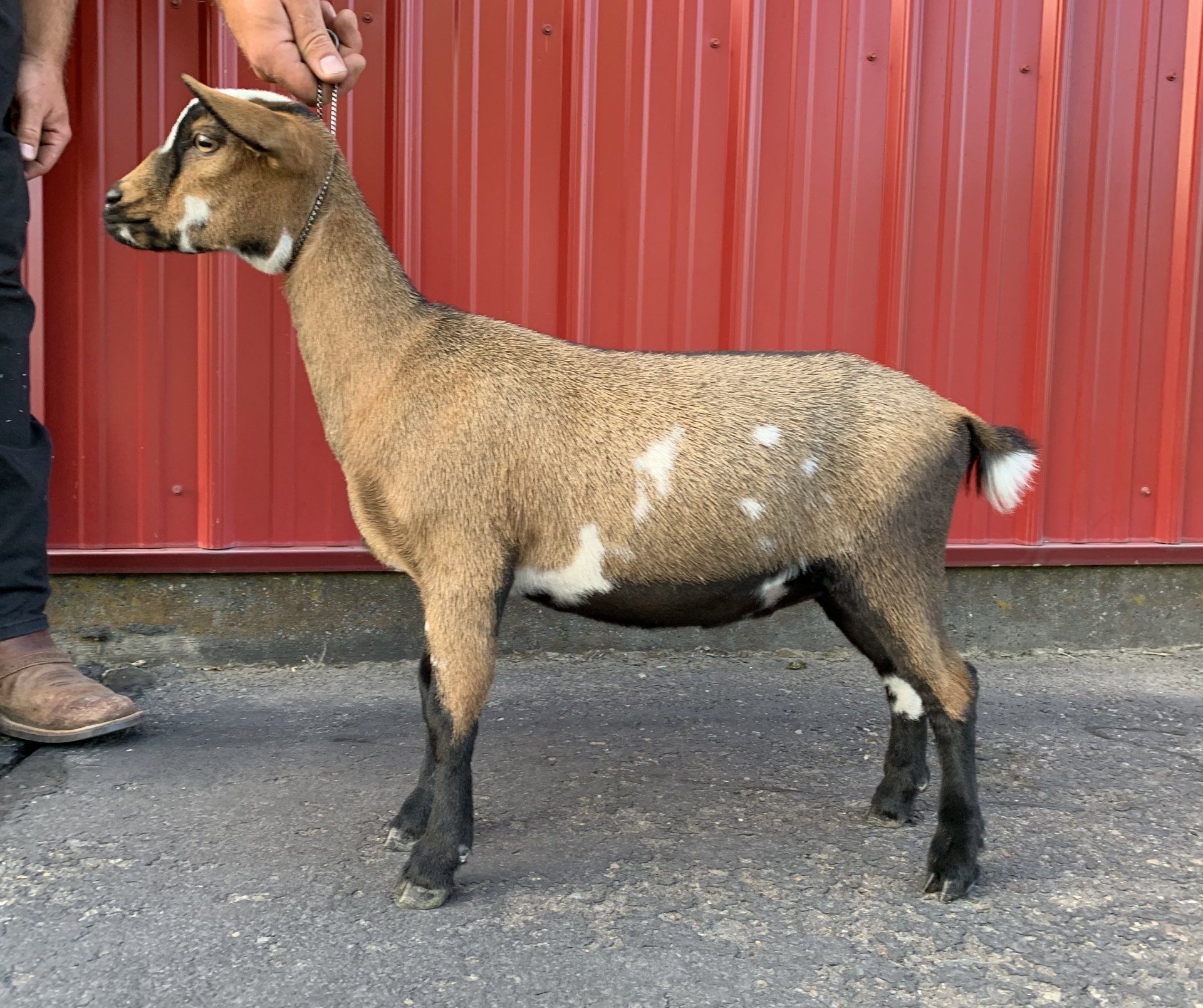 Cougar Meadows Nigerian Dwarf Dairy Goats