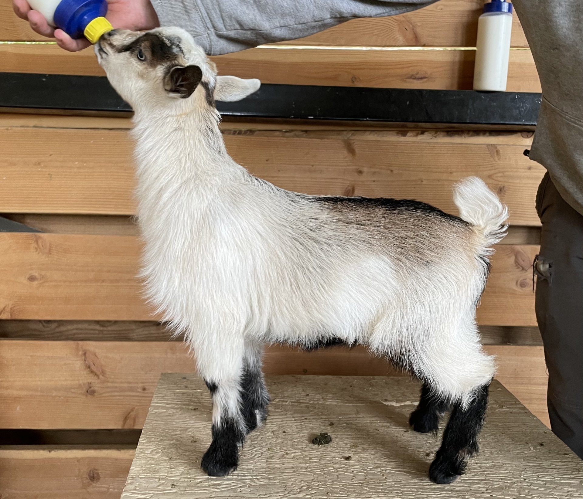 Cougar Meadows Nigerian Dwarf Dairy Goats