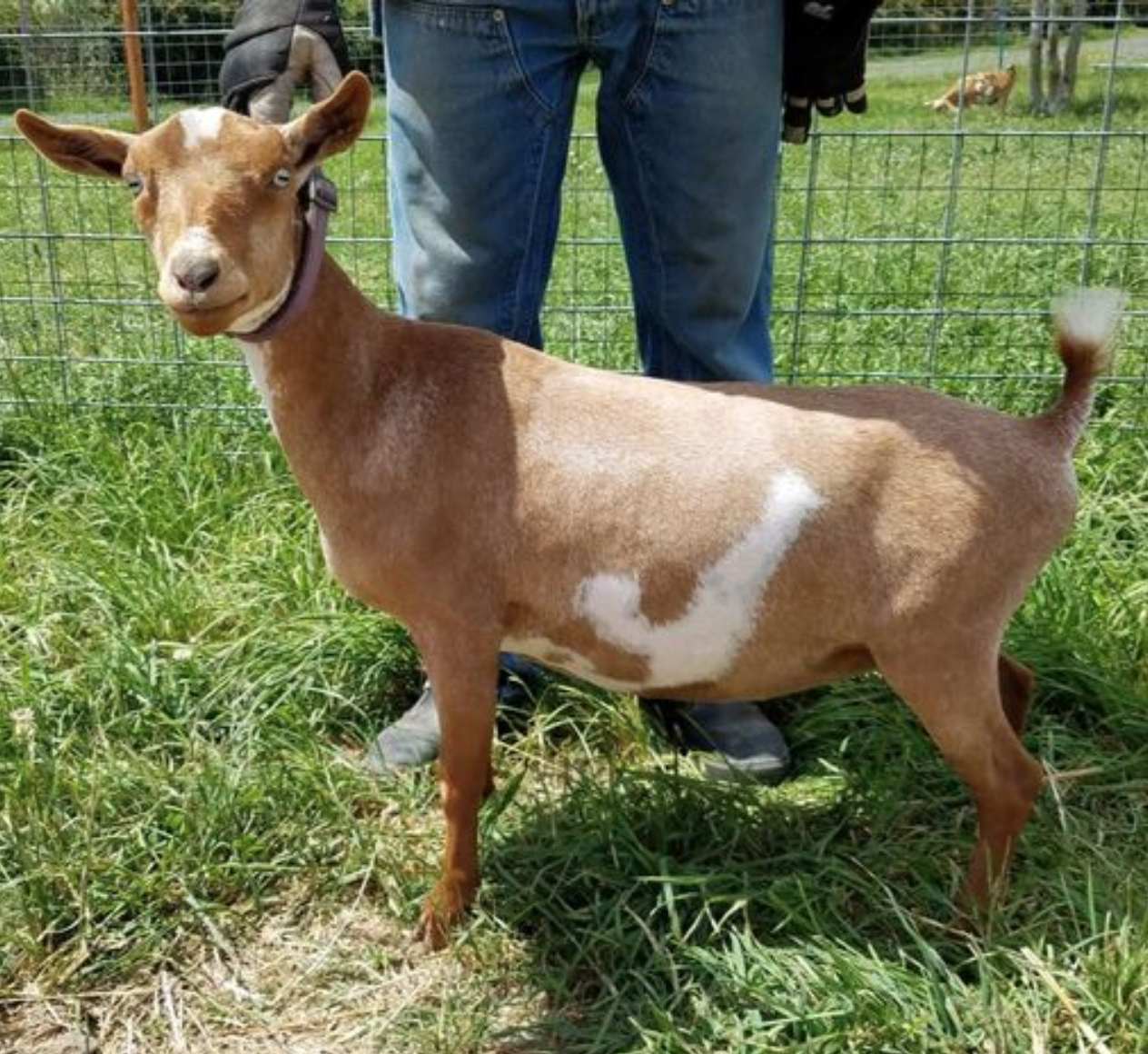 Cougar Meadows Nigerian Dwarf Dairy Goats