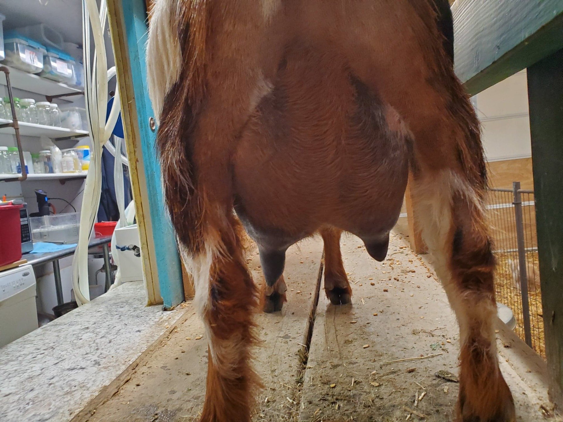 Cougar Meadows Nigerian Dwarf Dairy Goats