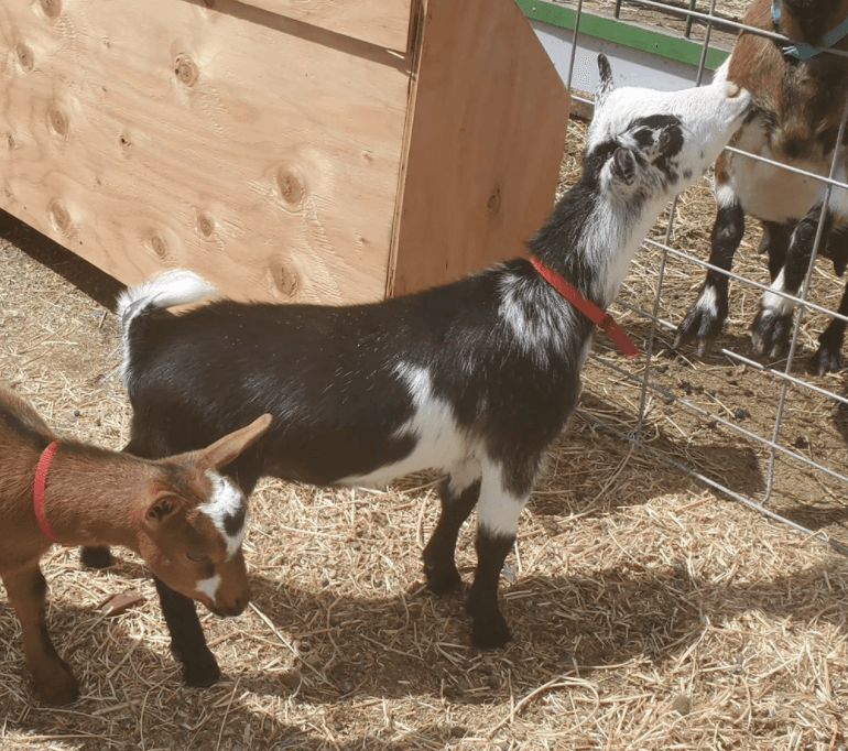 Cougar Meadows Nigerian Dwarf Dairy Goats