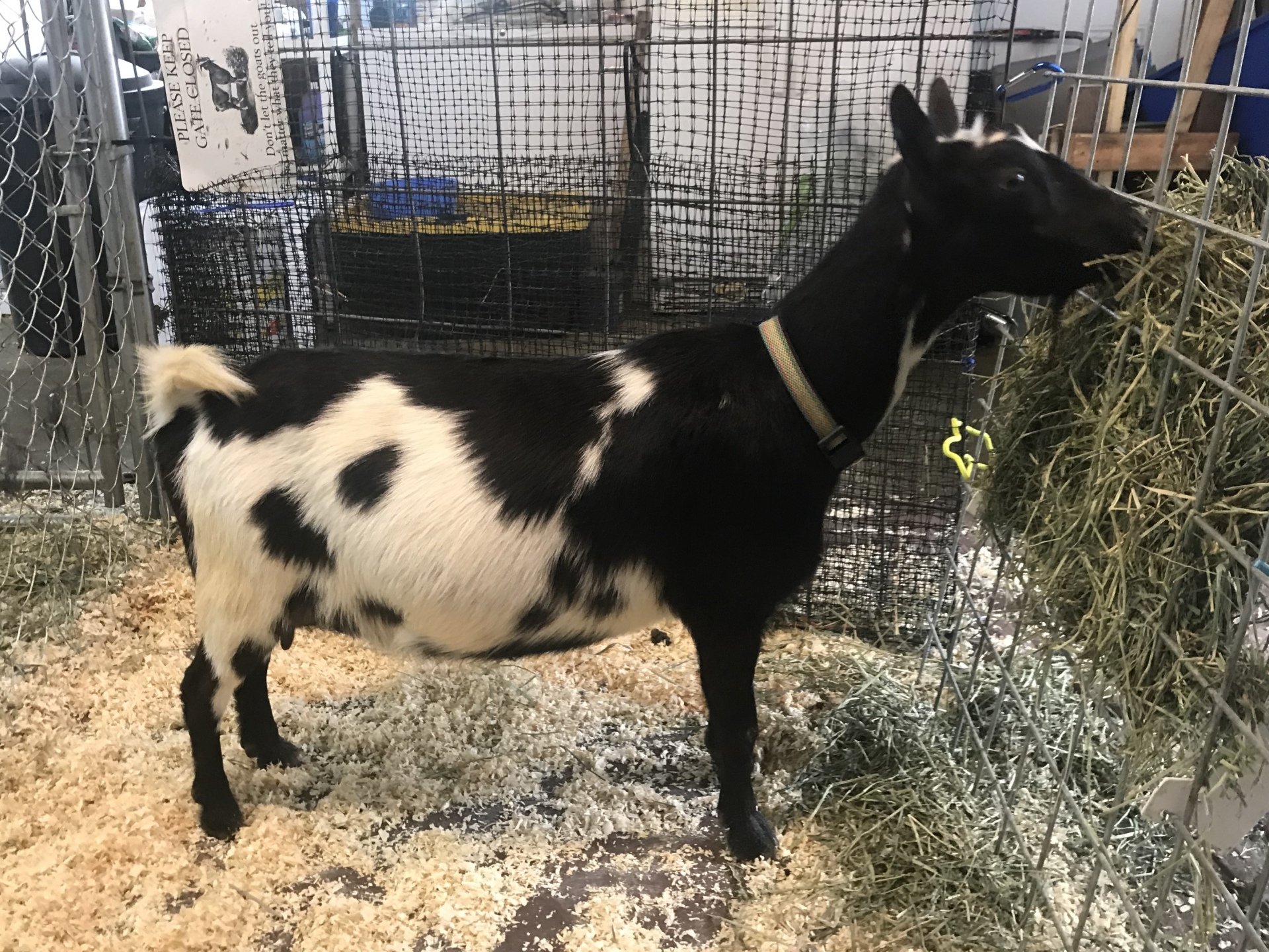 Cougar Meadows Nigerian Dwarf Dairy Goats