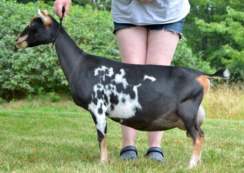 Cougar Meadows Nigerian Dwarf Dairy Goats