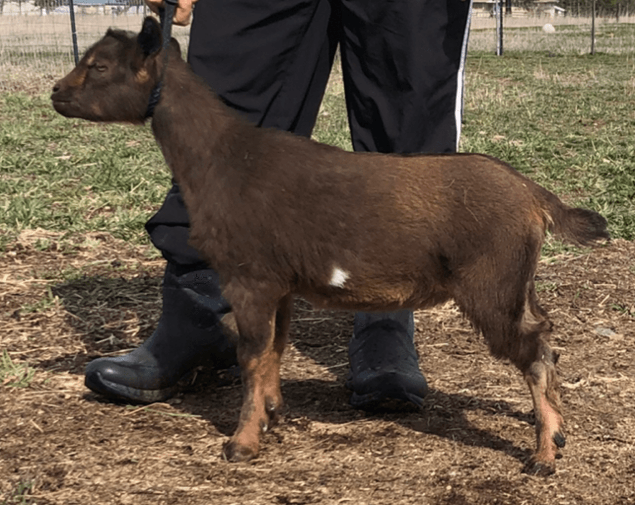 Cougar Meadows Nigerian Dwarf Dairy Goats