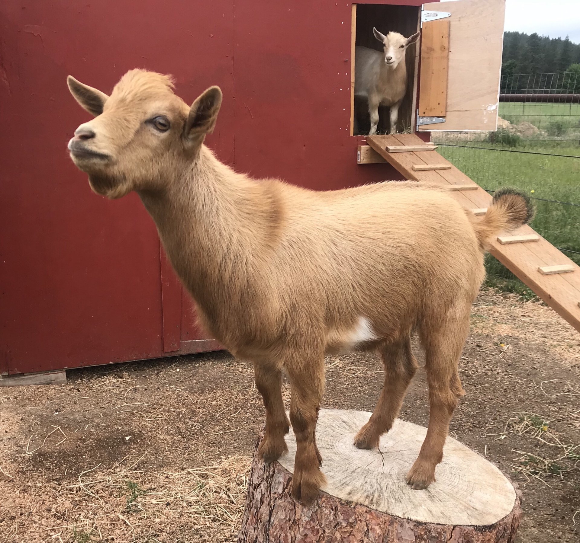 Cougar Meadows Nigerian Dwarf Dairy Goats