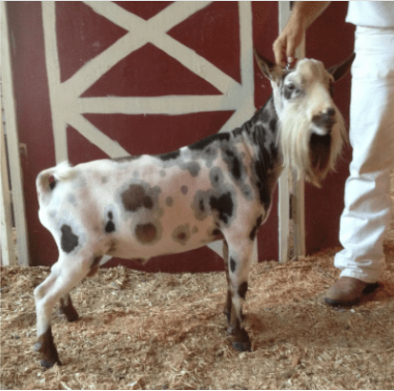 Cougar Meadows Nigerian Dwarf Dairy Goats