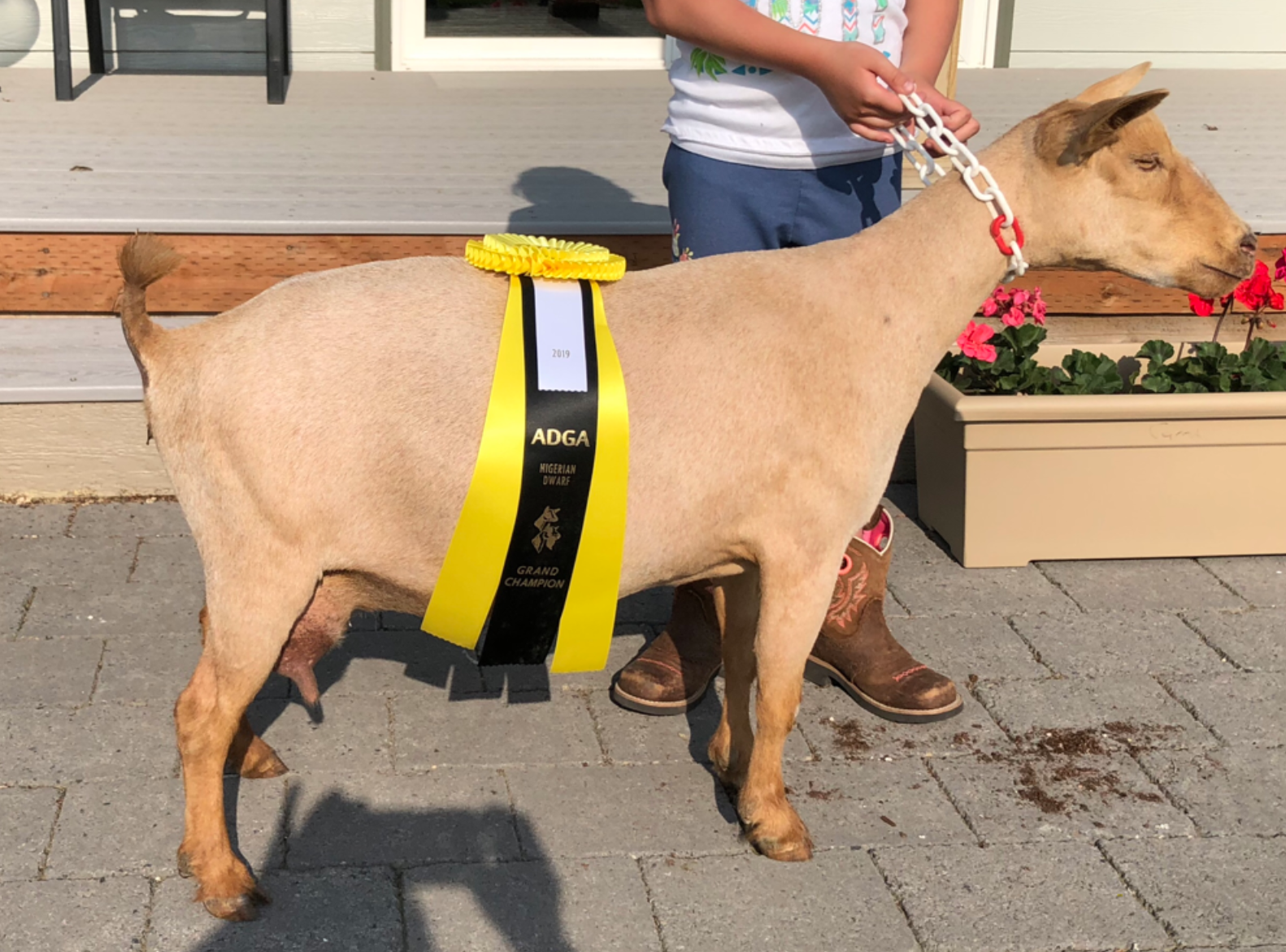 Cougar Meadows Nigerian Dwarf Dairy Goats