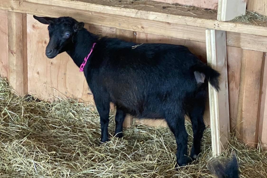 Cougar Meadows Nigerian Dwarf Dairy Goats