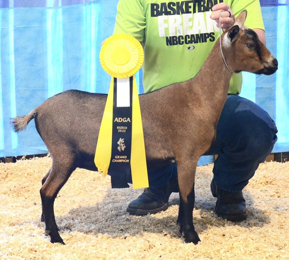 Cougar Meadows Nigerian Dwarf Dairy Goats