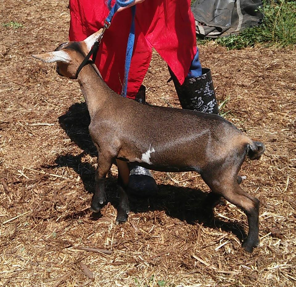 Cougar Meadows Nigerian Dwarf Dairy Goats