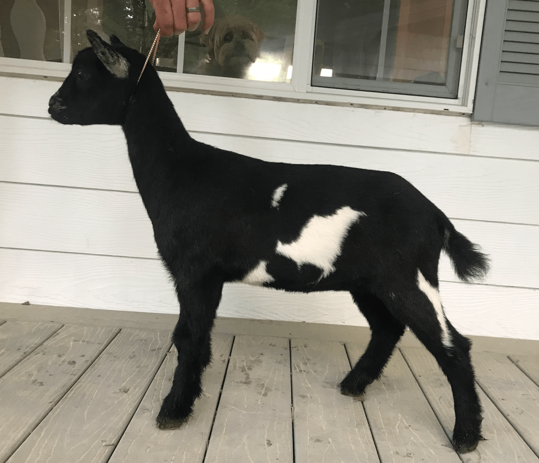 Cougar Meadows Nigerian Dwarf Dairy Goats