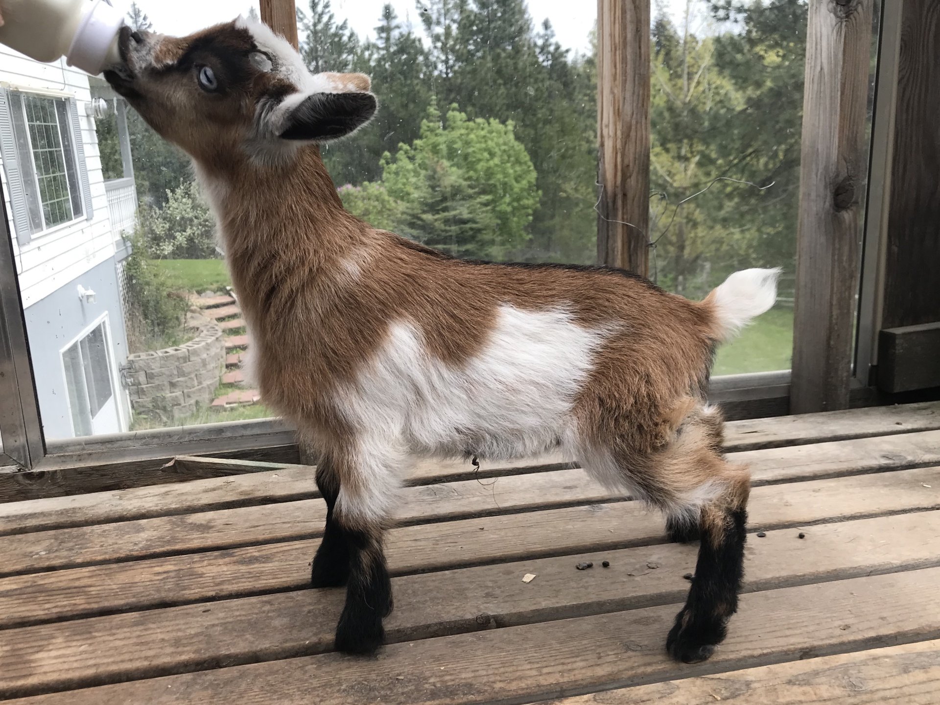 Cougar Meadows Nigerian Dwarf Dairy Goats