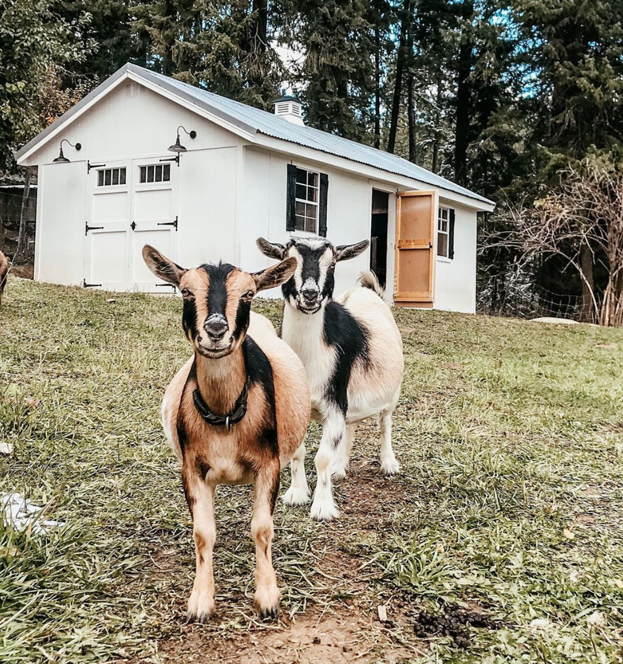 Cougar Meadows Nigerian Dwarf Dairy Goats