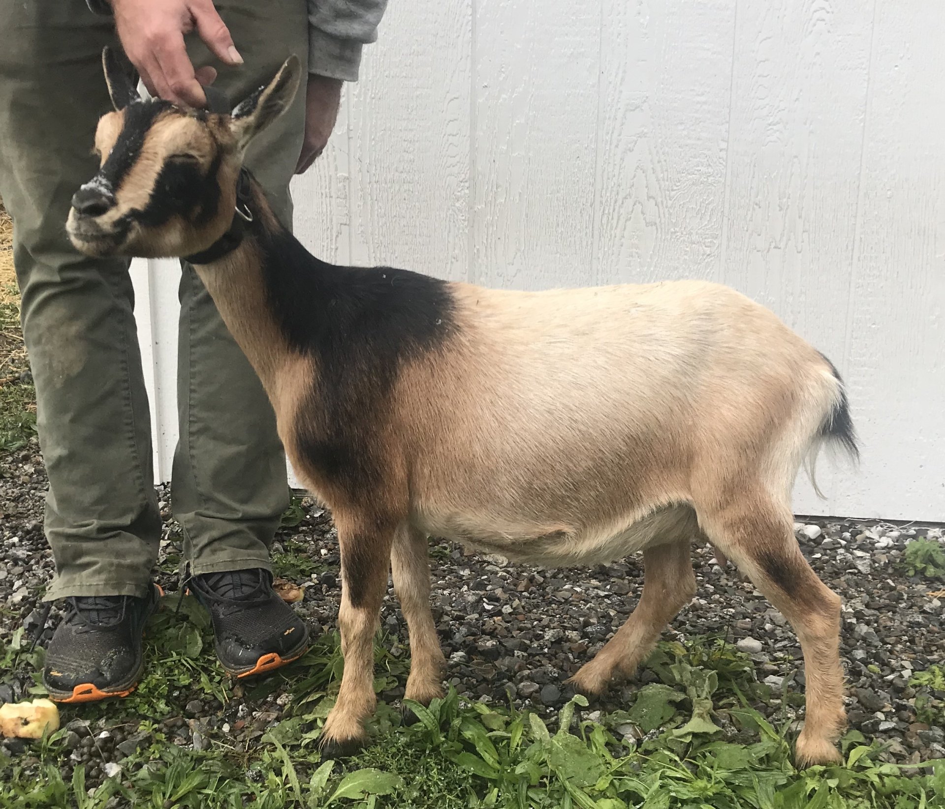 Cougar Meadows Nigerian Dwarf Dairy Goats