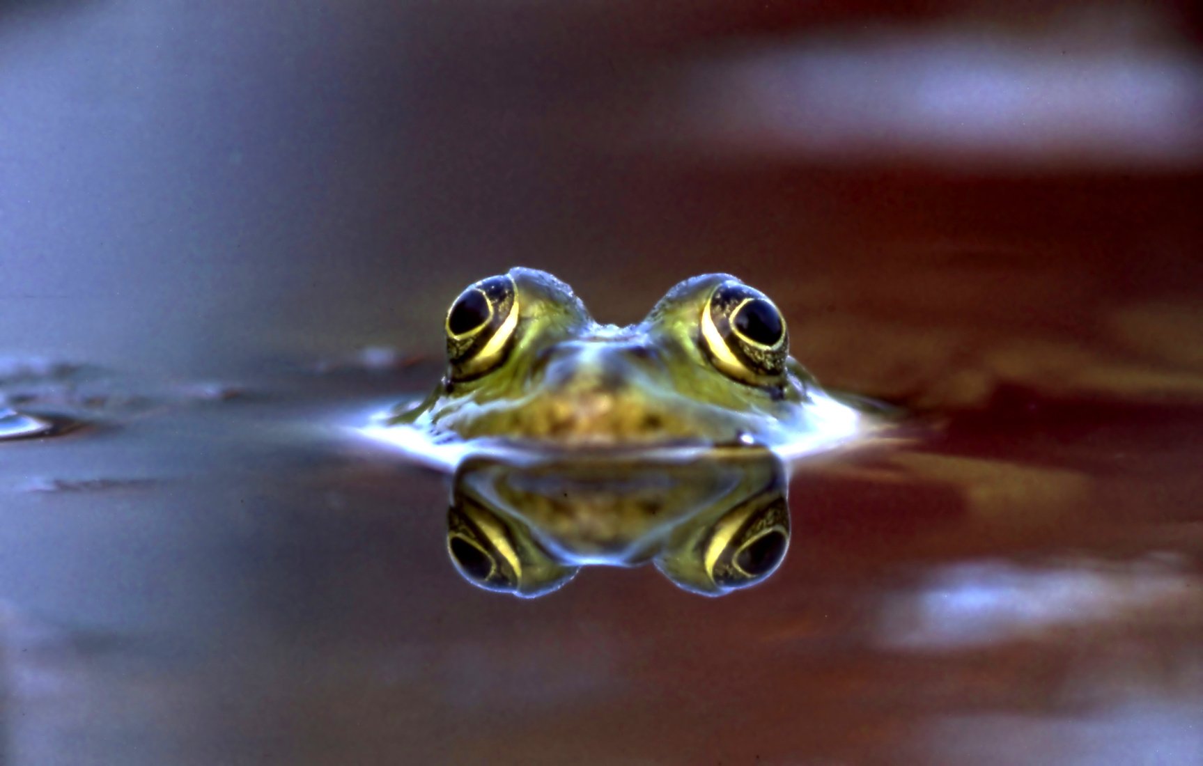 Anders Als Andere - Gespiegelt SEIN