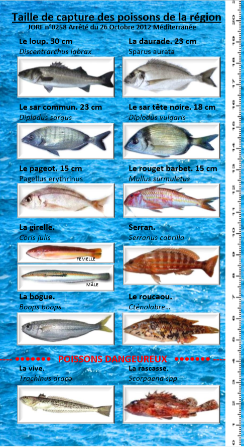 Peche en mediterranee bord Clearance