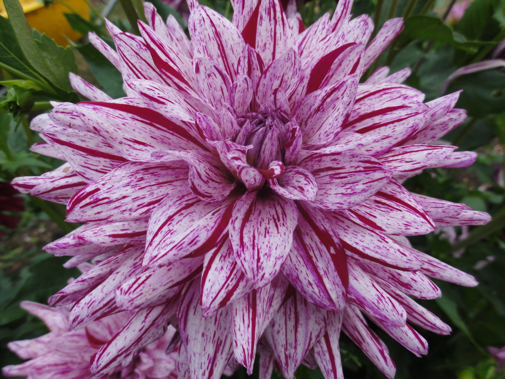 Gilbert's Dahlias