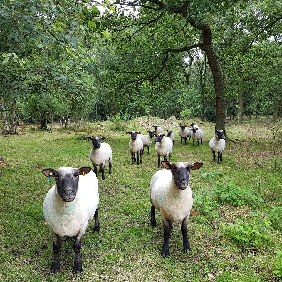 Shropshire Pedigree Sheep Ewes and Rams for sale from Troutsdale Farm