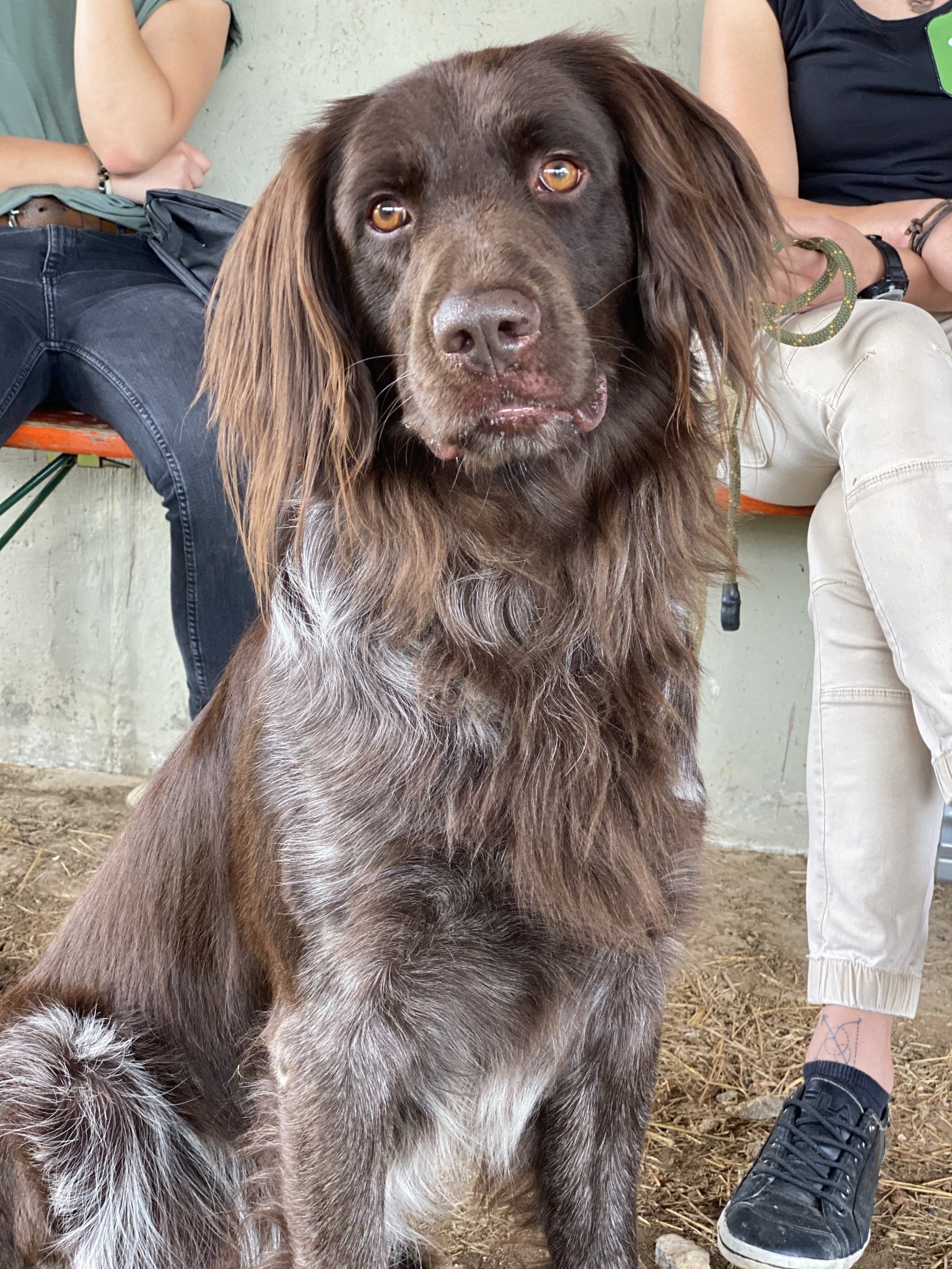 Kleine Münsterländer