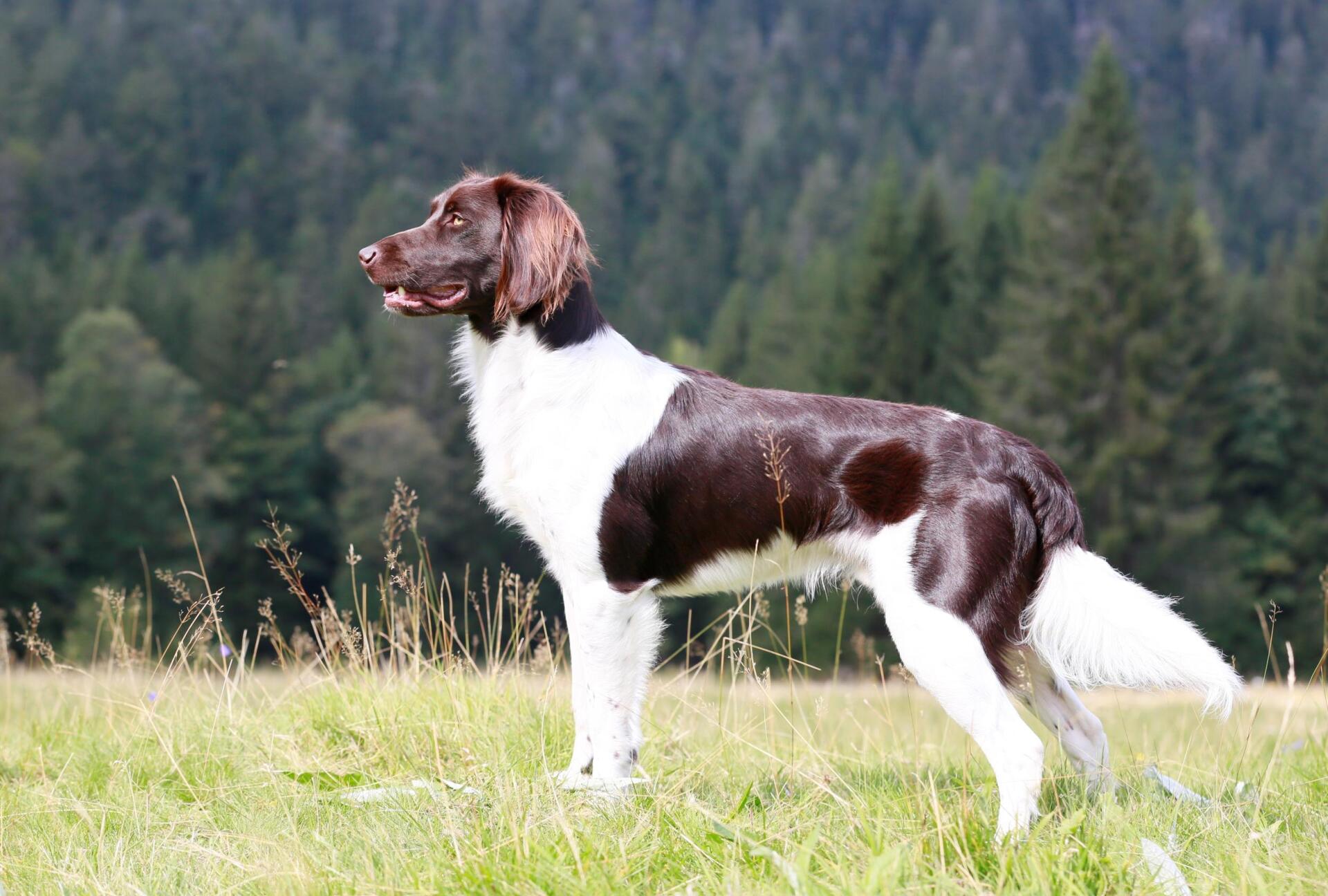 Kleiner Münsterländer Züchter Für Nichtjäger